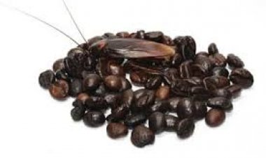 सोशल मीडिया और कुछ रिपोर्ट्स में यह दावा किया गया है कि कॉफी पाउडर में कॉकरोच और अन्य कीड़े पाए जाते हैं.