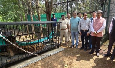 बाघिन ‘बिजली’ का होगा जामनगर में इलाज