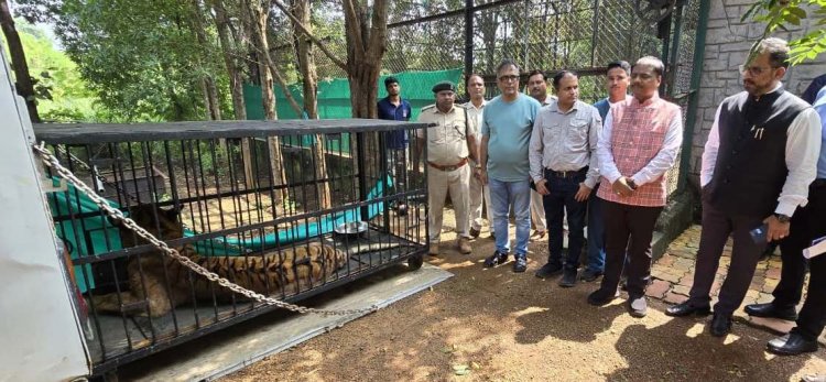 बाघिन ‘बिजली’ का होगा जामनगर में इलाज