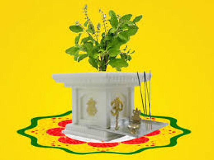 कब है तुलसी विवाह, जानें सही तिथि और शुभ मुहूर्त