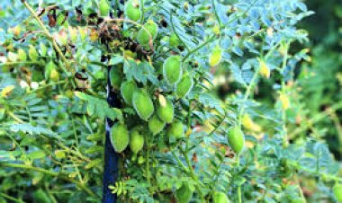 चने की बीजोपचार बुवाई से पहले करें ये काम नहीं आएगी सूखने की समस्या