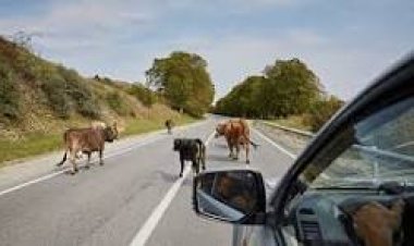 घुमंतू पशुओं के कारण होने वाले दुर्घटनाओं को रोकने एक माह तक विशेष अभियान चलाने के निर्देश