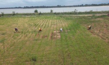  खस की खेती ने दिया आजीविका का नया रास्ता