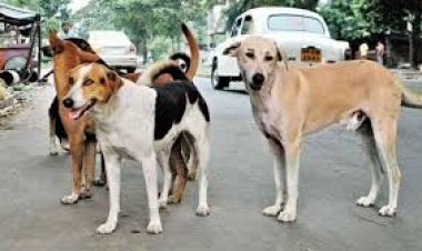 Breaking : आवारा कुत्ते अब शिक्षकों के हवाले, DPI ने जारी किया आदेश, पढ़िए