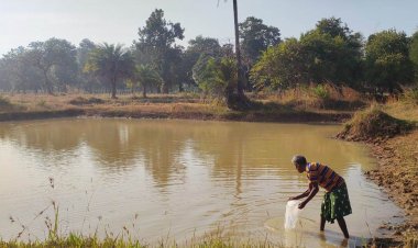 बड़ेबंजोड़ा में मनरेगा डबरी बनी आजीविका का आधार, हितग्राहियों को मिला झींगा बीज