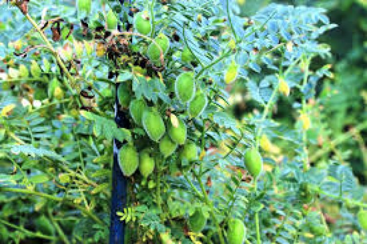 चने की बीजोपचार बुवाई से पहले करें ये काम नहीं आएगी सूखने की समस्या