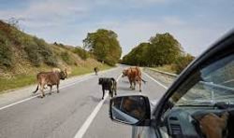 घुमंतू पशुओं के कारण होने वाले दुर्घटनाओं को रोकने एक माह तक विशेष अभियान चलाने के निर्देश