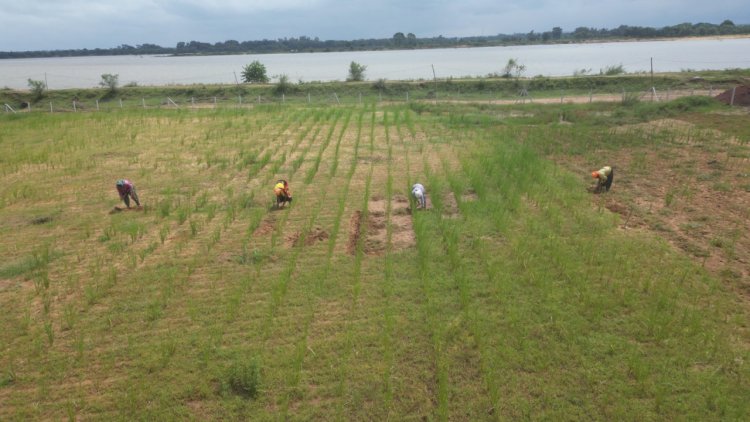  खस की खेती ने दिया आजीविका का नया रास्ता