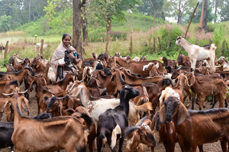 पशुपालन कर बनीं लखपति दीदी, 3 लाख से अधिक की सालाना आय