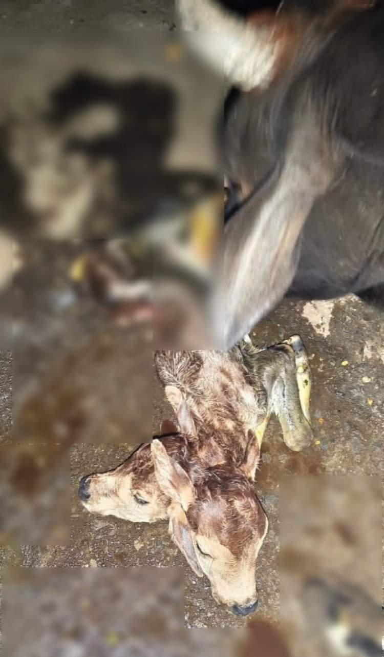 CG News : छत्तीसगढ़ में चमत्कार या प्रकृति का करिश्मा? गाय ने दो सिर वाले बछड़े को दिया जन्म 