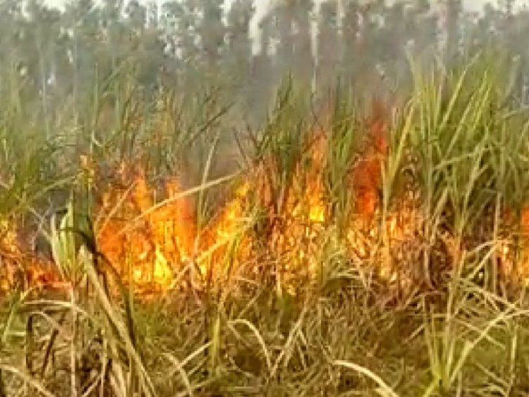 CG – गन्ने के खेत में लगी भीषण आग, 7 एकड़ फसल जलकर राख, किसान को लाखों का नुकसान….