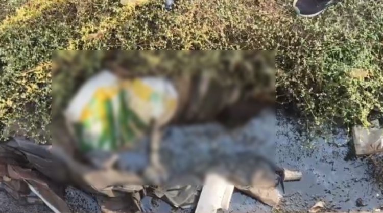 Murder : छत्तीसगढ़ में यहां बोरे में मिली महिला की लाश, लिव-इन पार्टनर ने दी खौफनाक मौत