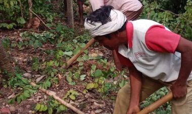 छत्तीसगढ़ राज्य वन विकास निगम द्वारा माओवाद प्रभावित क्षेत्रों में वानिकी कार्यों से राजस्व वृद्धि