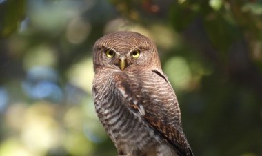 बारनावापारा अभयाण्य में “बर्ड सर्वे 2026” का आयोजन,200 से अधिक पक्षी प्रजातियों का रिकॉर्ड दर्ज….