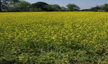 सरसों की खेती से आत्मनिर्भर बनीं बजरहीन बाई गोंड़