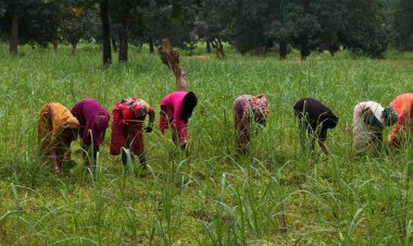 लेमनग्रास की खेती से बदल रही छोटे किसानों की किस्मत