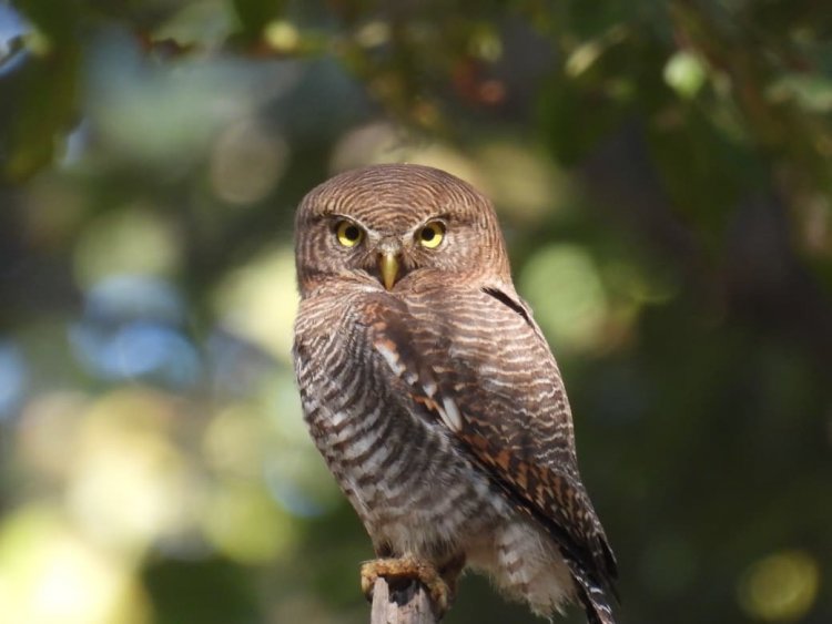 बारनावापारा अभयाण्य में “बर्ड सर्वे 2026” का आयोजन,200 से अधिक पक्षी प्रजातियों का रिकॉर्ड दर्ज….