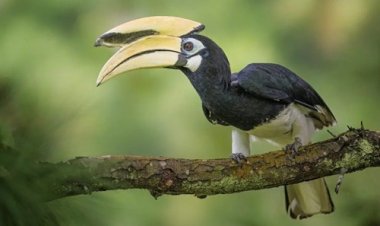 दुर्लभ हॉर्नबिल के संरक्षण के लिए उदंती-सीतानदी में विकसित हो रहे प्राकृतिक उद्यान