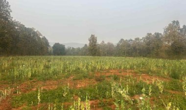 BREAKING : दुर्ग के बाद अब यहां अफीम की अवैध खेती का बड़ा खुलासा, मचा हड़कंप