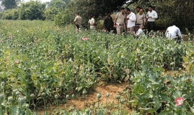 Breaking : छत्तीसगढ़ में दुर्ग, बलरामपुर के बाद अब यहां अफीम की खेती का भंडाफोड़, तरबूज-ककड़ी की आड़ में चल रहा था नशे का खेल