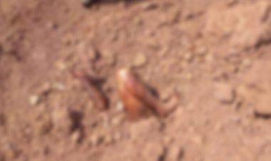 जमीन में दफन मिली युवक की लाश, शव के हाथ और पैर बाहर आने से खुले राज, इलाके में मचा हड़कंप