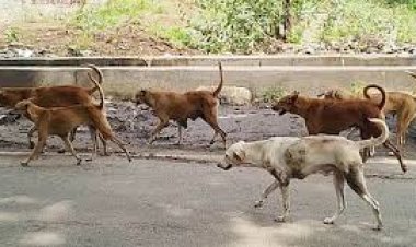 वन्यप्राणियों की सुरक्षा के लिए सख्ती वन क्षेत्रों में आवारा कुत्तों के प्रवेश पर रोक