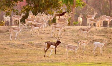 बारनवापारा अभयारण्य में काले हिरणों का वैज्ञानिक पद्धति से पुनर्स्थापन: दो चरणों में 34 हिरणों को प्राकृतिक आवास में छोड़ा गया सुरक्षित