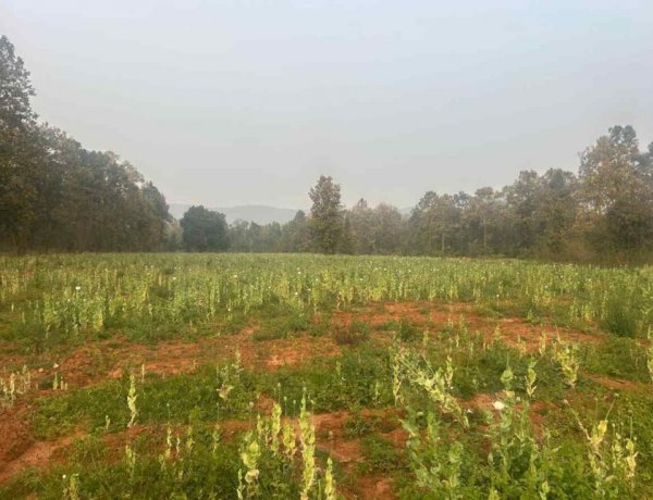 BREAKING : दुर्ग के बाद अब यहां अफीम की अवैध खेती का बड़ा खुलासा, मचा हड़कंप