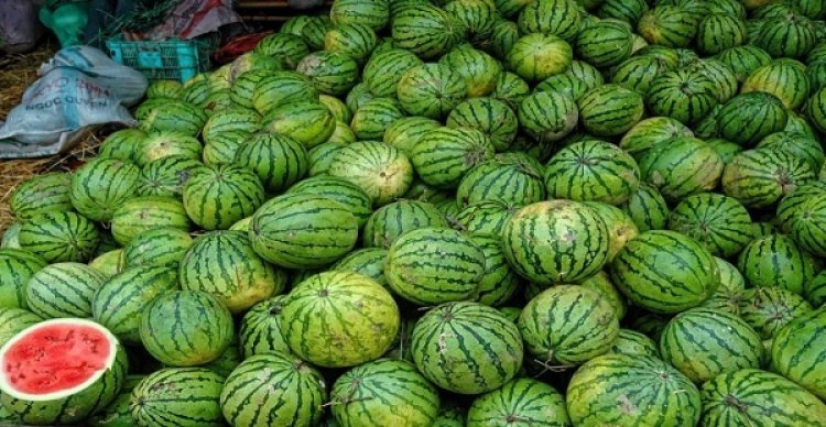 निर्यात ठप होने से तरबूज किसानों को भारी झटका, 300 करोड़ से अधिक नुकसान का अनुमान