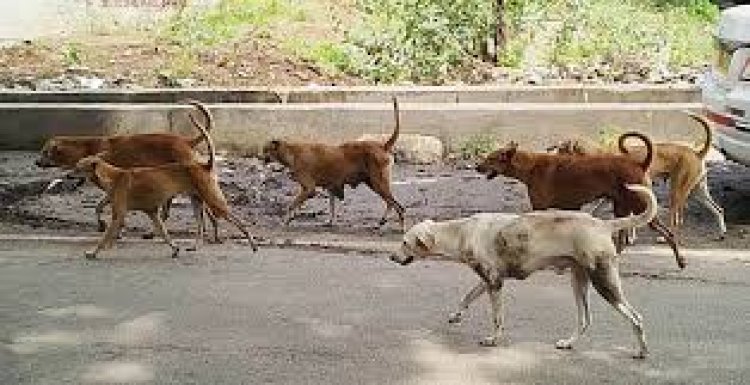 वन्यप्राणियों की सुरक्षा के लिए सख्ती वन क्षेत्रों में आवारा कुत्तों के प्रवेश पर रोक