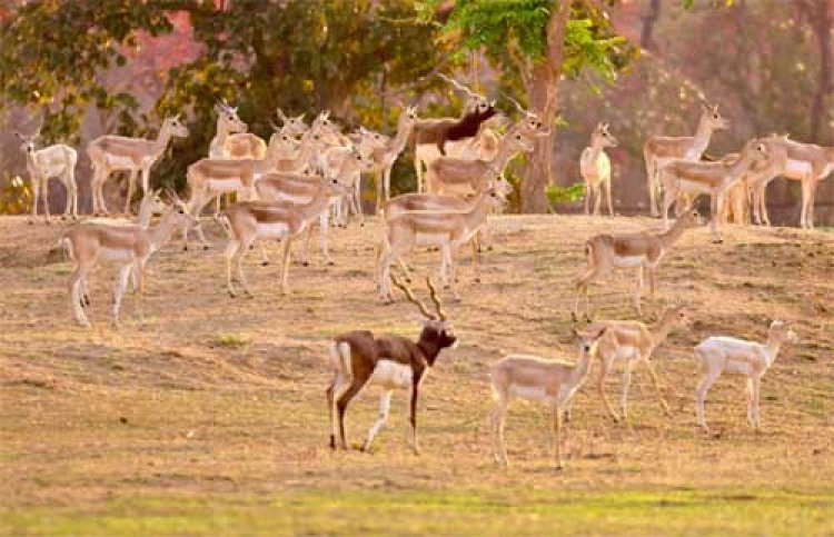 बारनवापारा अभयारण्य में काले हिरणों का वैज्ञानिक पद्धति से पुनर्स्थापन: दो चरणों में 34 हिरणों को प्राकृतिक आवास में छोड़ा गया सुरक्षित