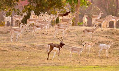 वन विभाग की बड़ी उपलब्धि : बारनवापारा का रामपुर ग्रासलैंड फिर हुआ काले हिरणों से आबाद