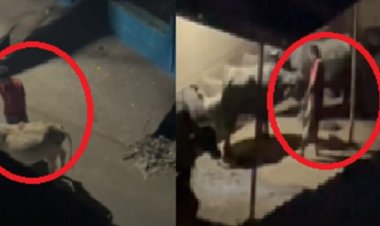 इंसानियत हुई शर्मसार, राजधानी में गाय के साथ कुकर्म, वीडियो वायरल होने के बाद बजरंगदल ने दर्ज कराई FIR