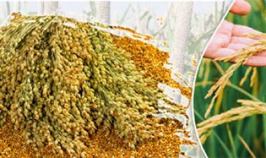 दलहन - तिलहन फसल व रकबा सत्यापन हेतु नया निर्देश, किसान पंजीयन तिथि 20 अप्रैल तक बढ़ा