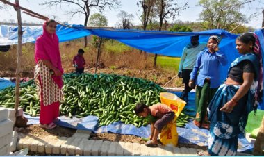 खीरा की खेती ने बदली सुभद्रा की जिंदगी