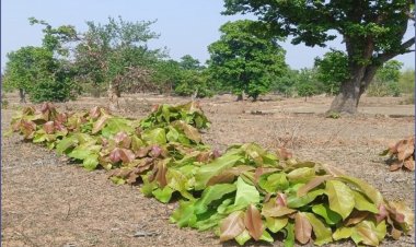 हरा सोना संग्राहकों की आय बढ़ाने की दिशा में बड़ा कदम