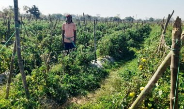 राष्ट्रीय कृषि विकास योजना से फायदा : ग्राफ्टेड टमाटर की खेती से दुबेलाल का बढ़ा मुनाफा