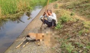 कुत्तों ने मचाया तांडव, मृत बकरी के पास बैठ कर रोते बिलखते रहा मालिक भावुक