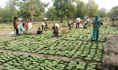 सुकमा में तेंदूपत्ता संग्रहण तेज़ी से जारी, 35 हजार से अधिक बोरे का हुआ संग्रहण