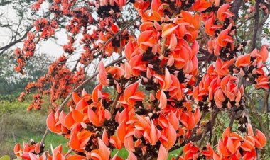 पलाश फूल से बढ़ती आजीविका और समृद्धि