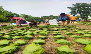 तेंदूपत्ता सीजन-2026 : हड़ताल की आशंका के बीच शासन का बड़ा निर्णय, अत्यावश्यक सेवाएं हुईं घोषित
