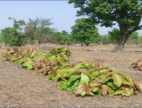 हरा सोना संग्राहकों की आय बढ़ाने की दिशा में बड़ा कदम