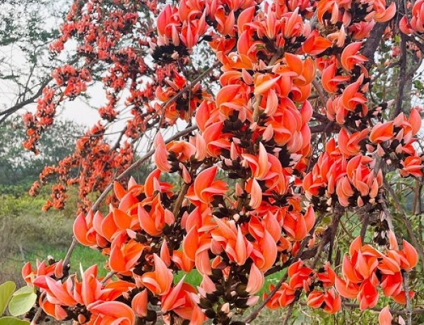 पलाश फूल से बढ़ती आजीविका और समृद्धि