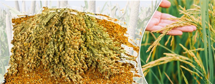 दलहन - तिलहन फसल व रकबा सत्यापन हेतु नया निर्देश, किसान पंजीयन तिथि 20 अप्रैल तक बढ़ा