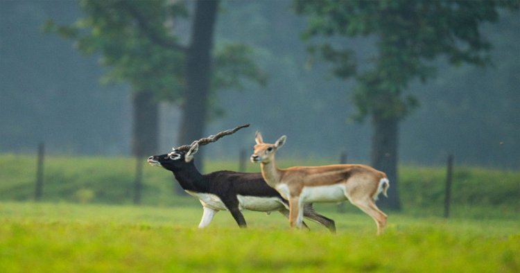 छत्तीसगढ़ का बरनवापारा अभयारण्य बना विलुप्ति के कगार पर पहुंचे काले हिरणों के पुनर्जीवन का मजबूत उदाहरण