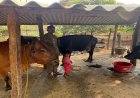 पशुपालन से बदली प्यारेलाल की जिंदगी, डेयरी व्यवसाय बना आय का मजबूत साधन
