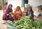 तेज धूप और थकान में भी हरा सोना से मिलती है राहत
