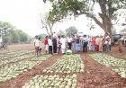 ’तेन्दूपत्ता संग्रहण में छत्तीसगढ़ ने बनाया नया रिकॉर्ड, अब तक 13.52 लाख मानक बोरा संग्रहित’