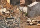 खौफनाक रहस्य : यहां कब्रों से बाहर बिखरी मिलीं इंसानी खोपड़ियां और हड्डियां, मचा हड़कंप