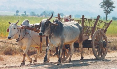 भीषण गर्मी को देखते हुए पशुओं से भारवाही कार्य पर दोपहर में प्रतिबंध